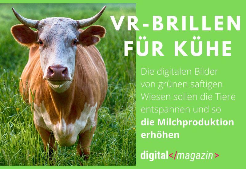 VR-Brillen für Kühe – russische Landwirtschaft wird kreativ